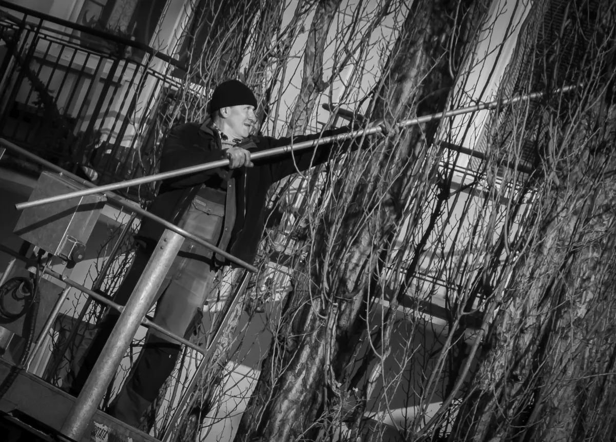 Man on a balcony lift pruning leafless vines with a long pole
